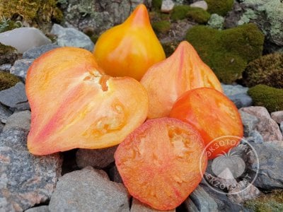 Томат «Волшебные шляпки тетушки Гретель» Томат «Волшебные шляпки тетушки Гретель»