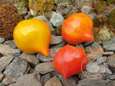 Томат «Волшебные шляпки тетушки Гретель» Томат «Волшебные шляпки тетушки Гретель»