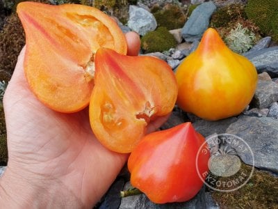 Томат «Волшебные шляпки тетушки Гретель» Томат «Волшебные шляпки тетушки Гретель»