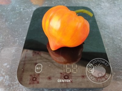 Томат «Волшебные шляпки тетушки Гретель» Томат «Волшебные шляпки тетушки Гретель»