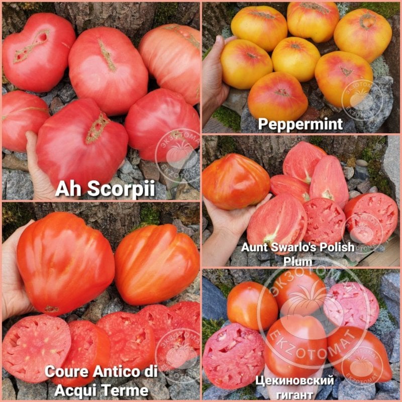  Набор: "Топ-Гигант"