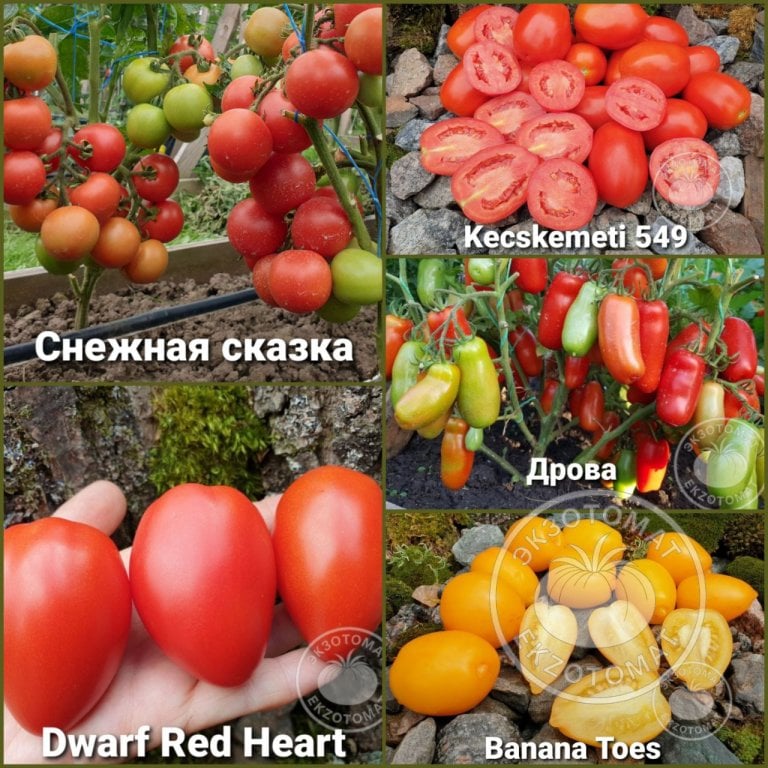 Набор: "Низкорослые, консервные" Набор: "Низкорослые, консервные"