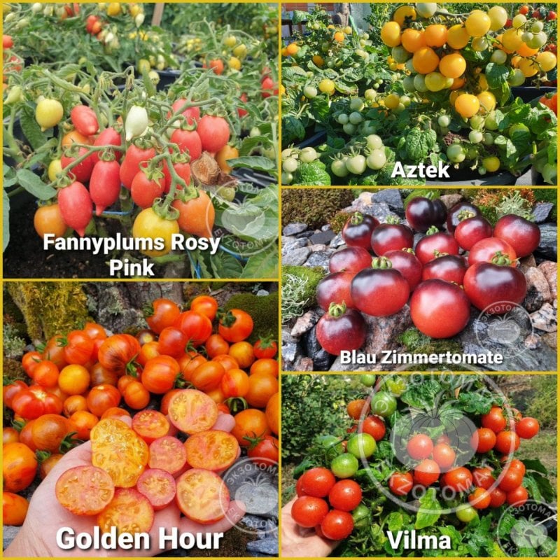 Набор: "Топ-5 горшечных томатов"