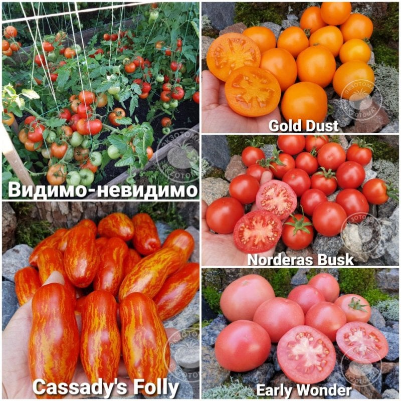 Набор: "5 самых урожайных низких томатов"