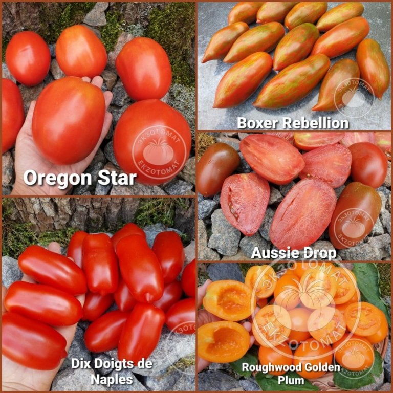 Набор: "Низкорослые для соусов и пасты" Набор: "Низкорослые для соусов и пасты"