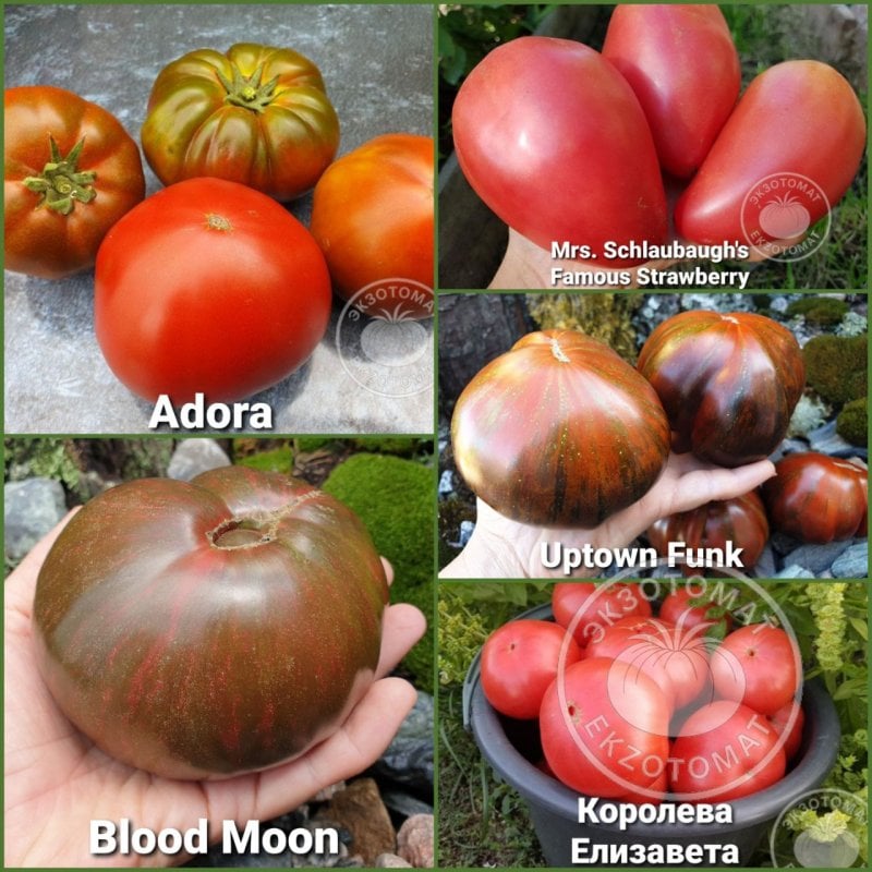 Набор:  "Аутентичный вкус"