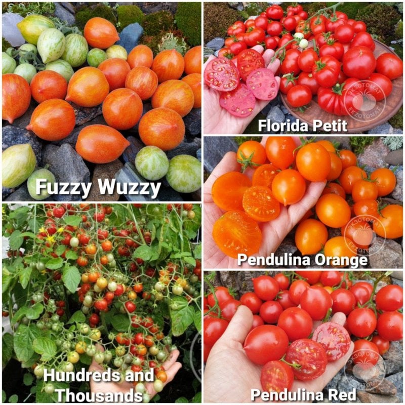 Набор: "Ампелька - томаты среди петуний"