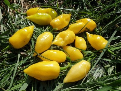 Перец «White 7 Pot Bubblegum» Перец «White 7 Pot Bubblegum»