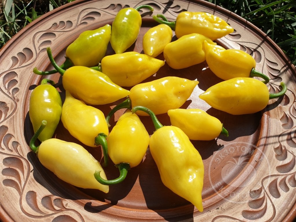 Перец «White 7 Pot Bubblegum» Перец «White 7 Pot Bubblegum»