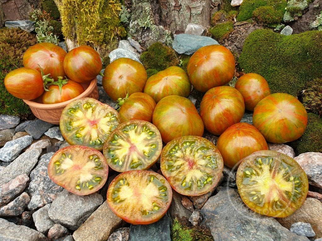 Томат «Aftershock» Томат «Aftershock»