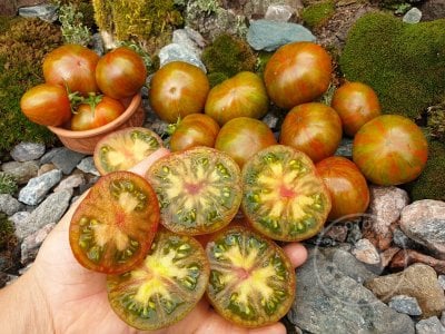 Томат «Aftershock» Томат «Aftershock»