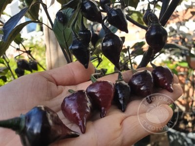  Перец острый «Biquinho Black»