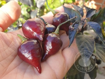  Перец острый «Biquinho Black»