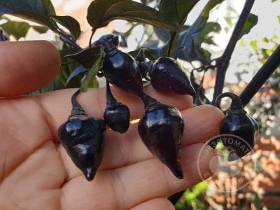  Перец острый «Biquinho Black»
