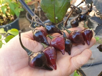  Перец острый «Biquinho Black»