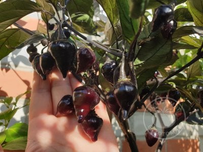  Перец острый «Biquinho Black»