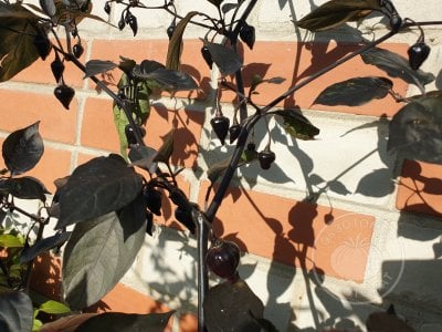  Перец острый «Biquinho Black»