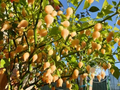 Перец острый «Biquinho Salmon»