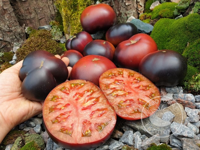             Томат «Black Beauty»