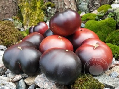 Томат «Black Beauty»