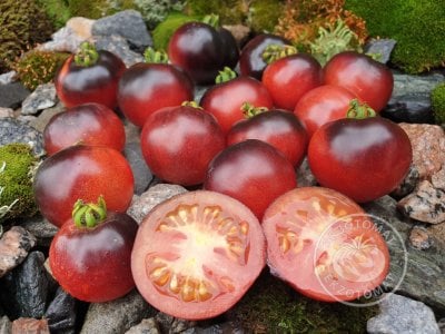 Томат «Blaue Zimmertomate» Томат «Blaue Zimmertomate»