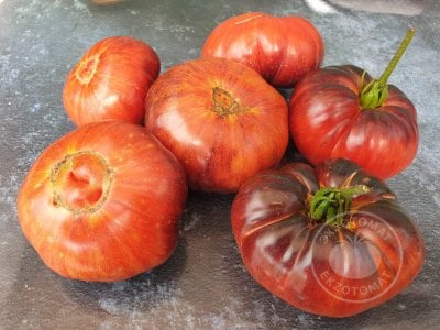 Томат «Blue Dutchman»