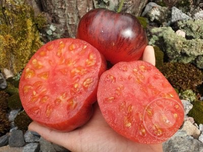 Томат «Blue Dutchman»