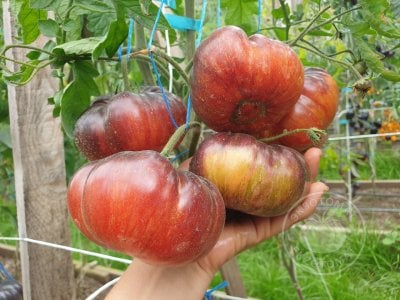 Томат «Blue Dutchman»