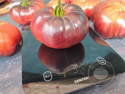 Томат «Blue Dutchman»