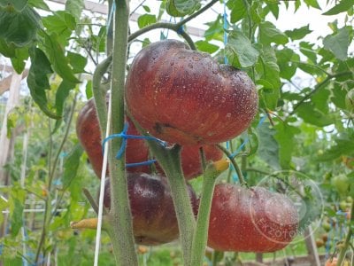 Томат «Blue Dutchman»