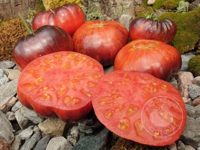 Томат «Blue Dutchman»