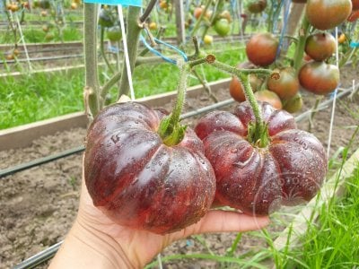 Томат «Blue Dutchman»