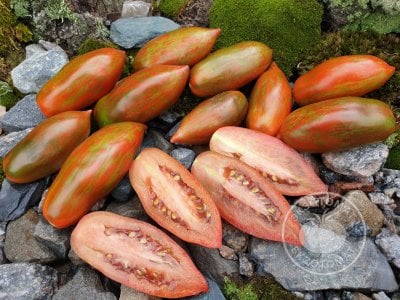Томат «Boxer Rebellion CTR strain» Томат «Boxer Rebellion CTR strain»
