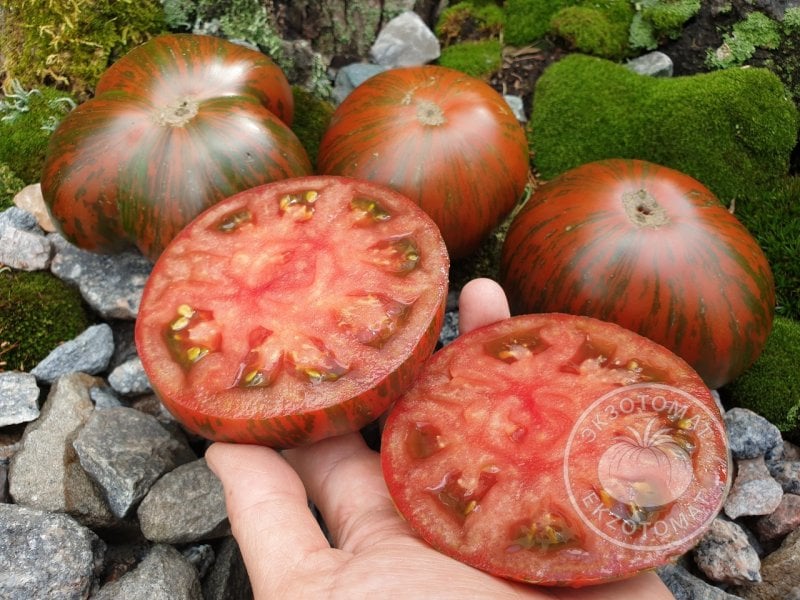              Томат «Chocolate Stripes»