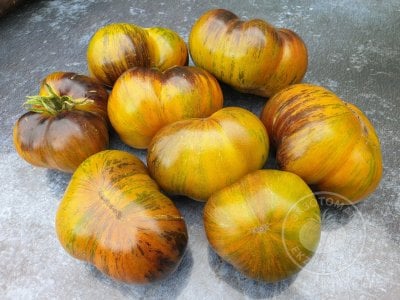 Томат «Dwarf Rebella»