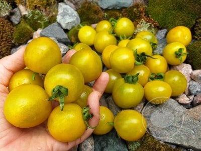 Томат «Fat Frog Micro Dwarf»