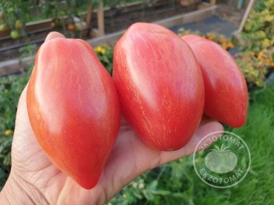 Томат «Lady Madonna» Томат «Lady Madonna»