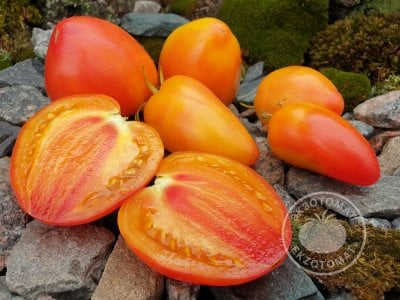    Томат «Dwarf Sunkissed Peach»