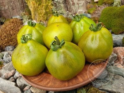 Томат «Flanders Green»