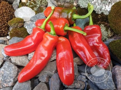 Перец «Friggitello Peperone» Перец «Friggitello Peperone»