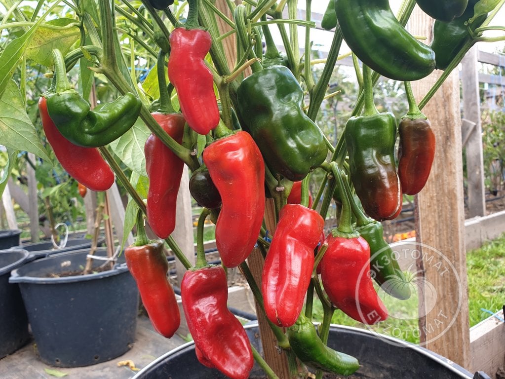 Перец «Friggitello Peperone» Перец «Friggitello Peperone»