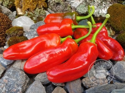 Перец «Friggitello Peperone» Перец «Friggitello Peperone»