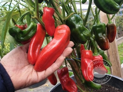 Перец «Friggitello Peperone» Перец «Friggitello Peperone»