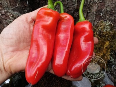 Перец «Friggitello Peperone» Перец «Friggitello Peperone»