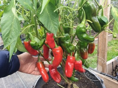 Перец «Friggitello Peperone» Перец «Friggitello Peperone»