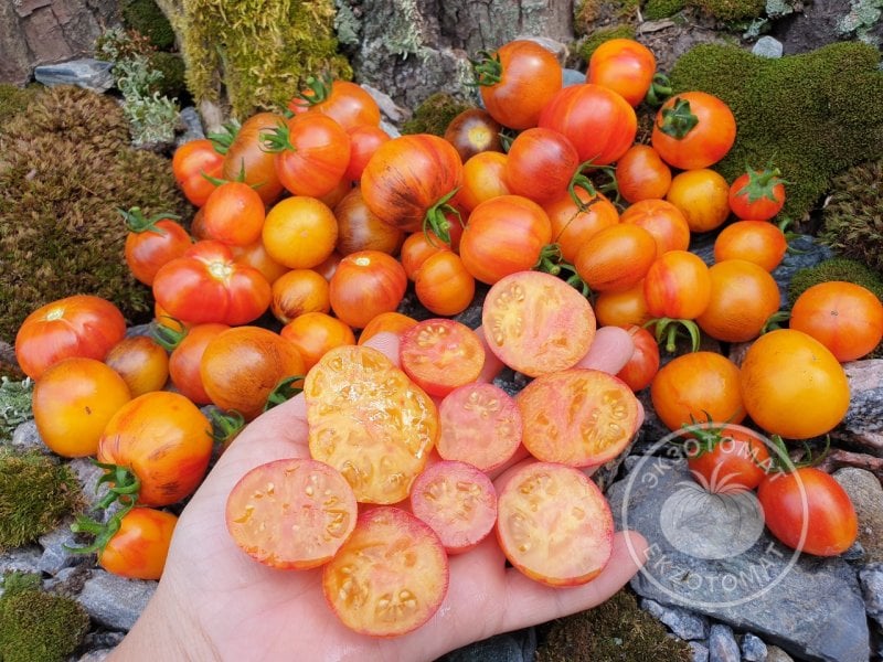          Томат «Golden Hour»