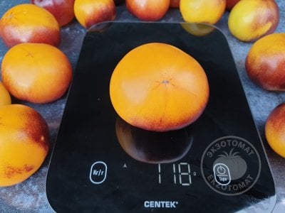 Томат «Gondwana Moon» Томат «Gondwana Moon»