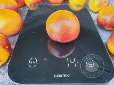 Томат «Gondwana Moon» Томат «Gondwana Moon»