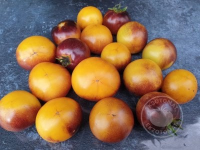 Томат «Gondwana Moon» Томат «Gondwana Moon»