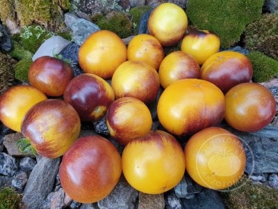 Томат «Gondwana Moon» Томат «Gondwana Moon»